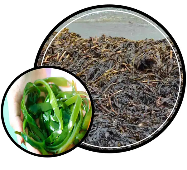 Seaweed fertilizer manufacturer