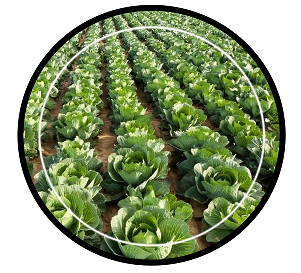 Organic Plant Growth Stimulator manufacturer in tirupati